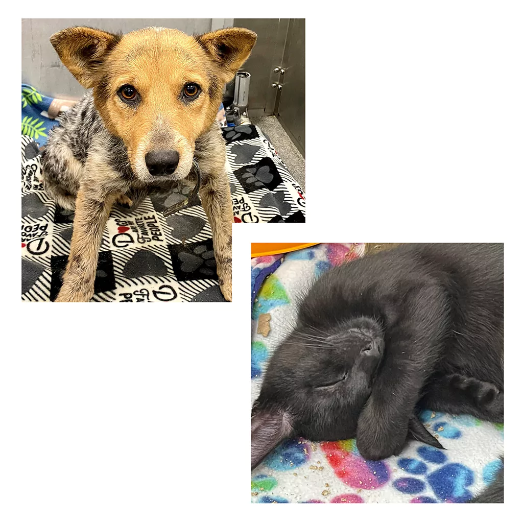 An adoptable dog and a cat in a shelter resting on our dog blankets and cat pads.