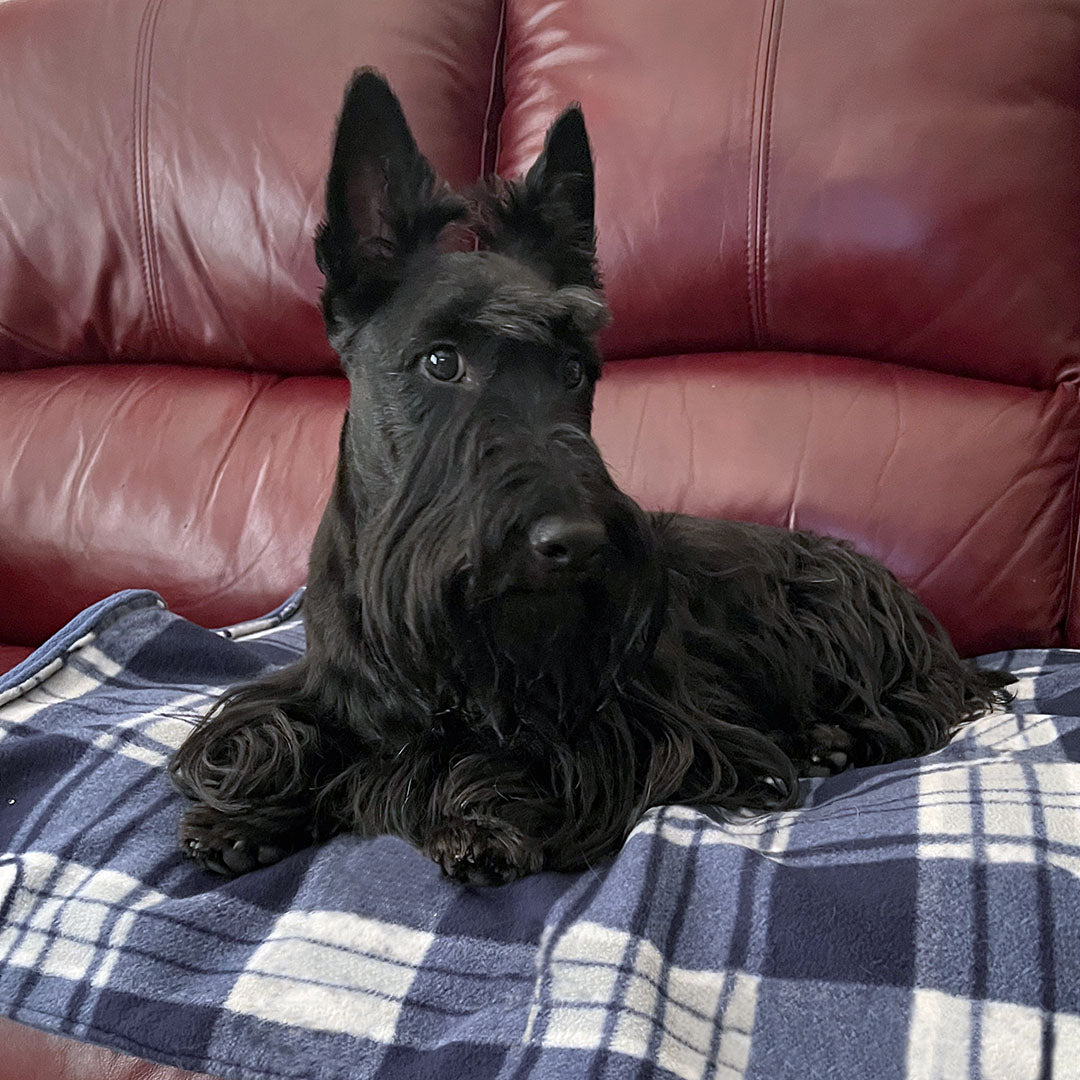 Dog Atticus on Blue Plaid dog blanket.