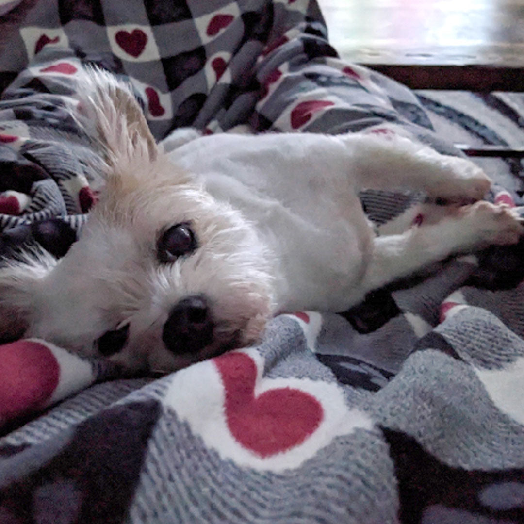 Dog Buddy on Hearts and Paws dog blanket.