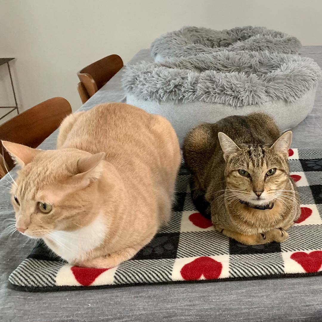 Two cats sharing a Hearts and Paws cat mat.