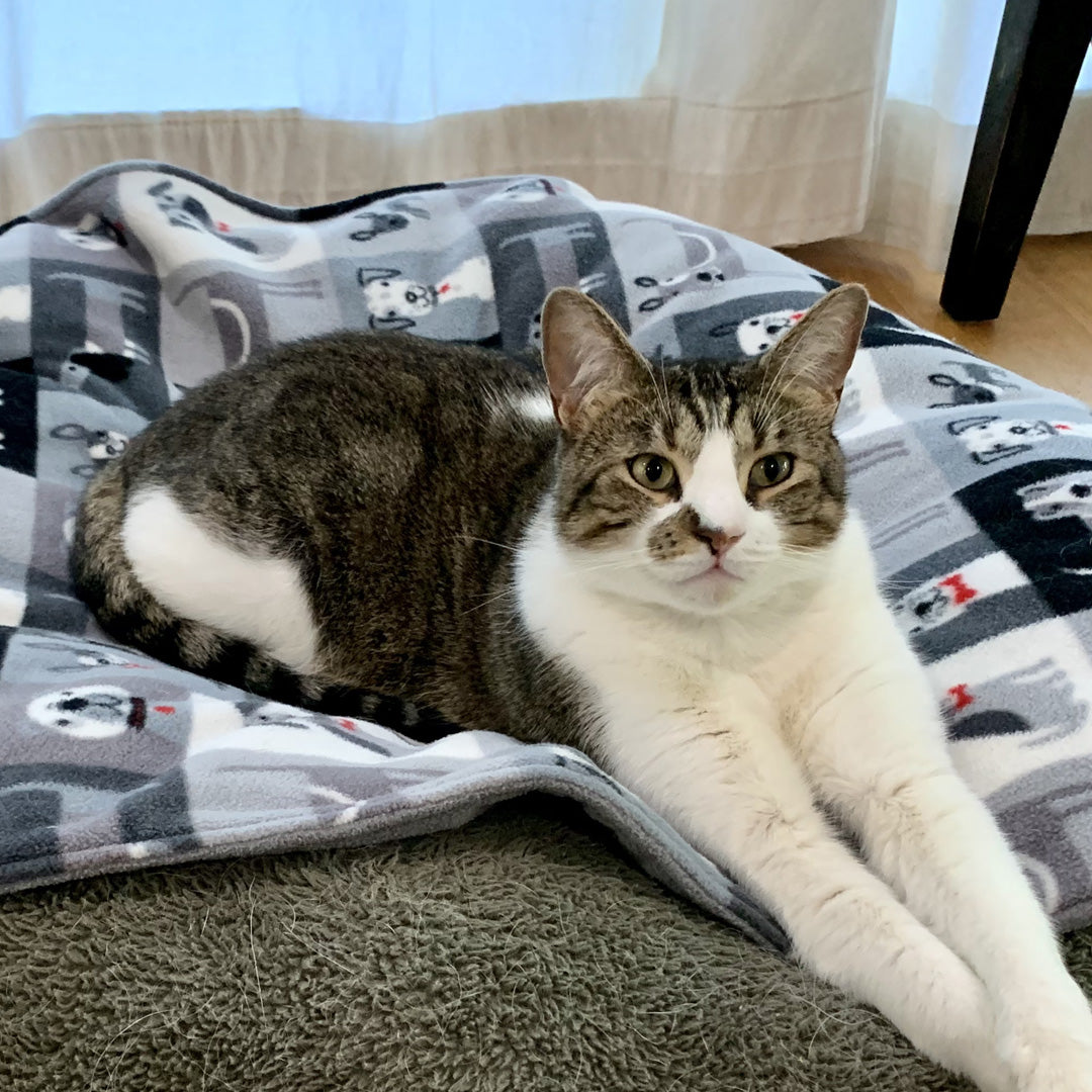 Cute cat on grey dog blanket.