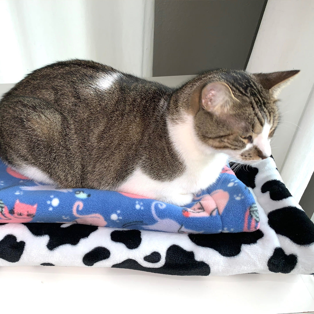 Brown and white cat sitting on top of two cat mats.