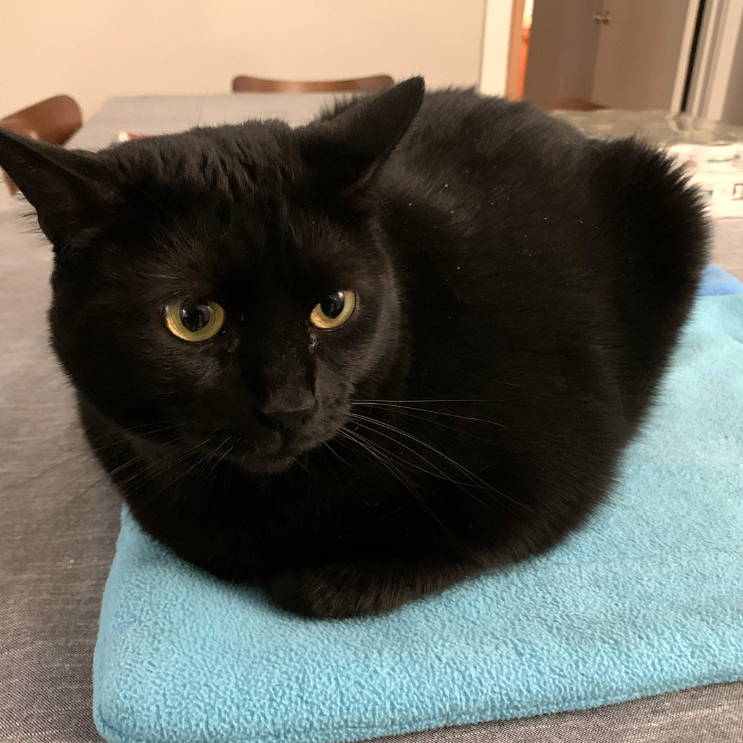 Black cat lounging on a blue cat mat.