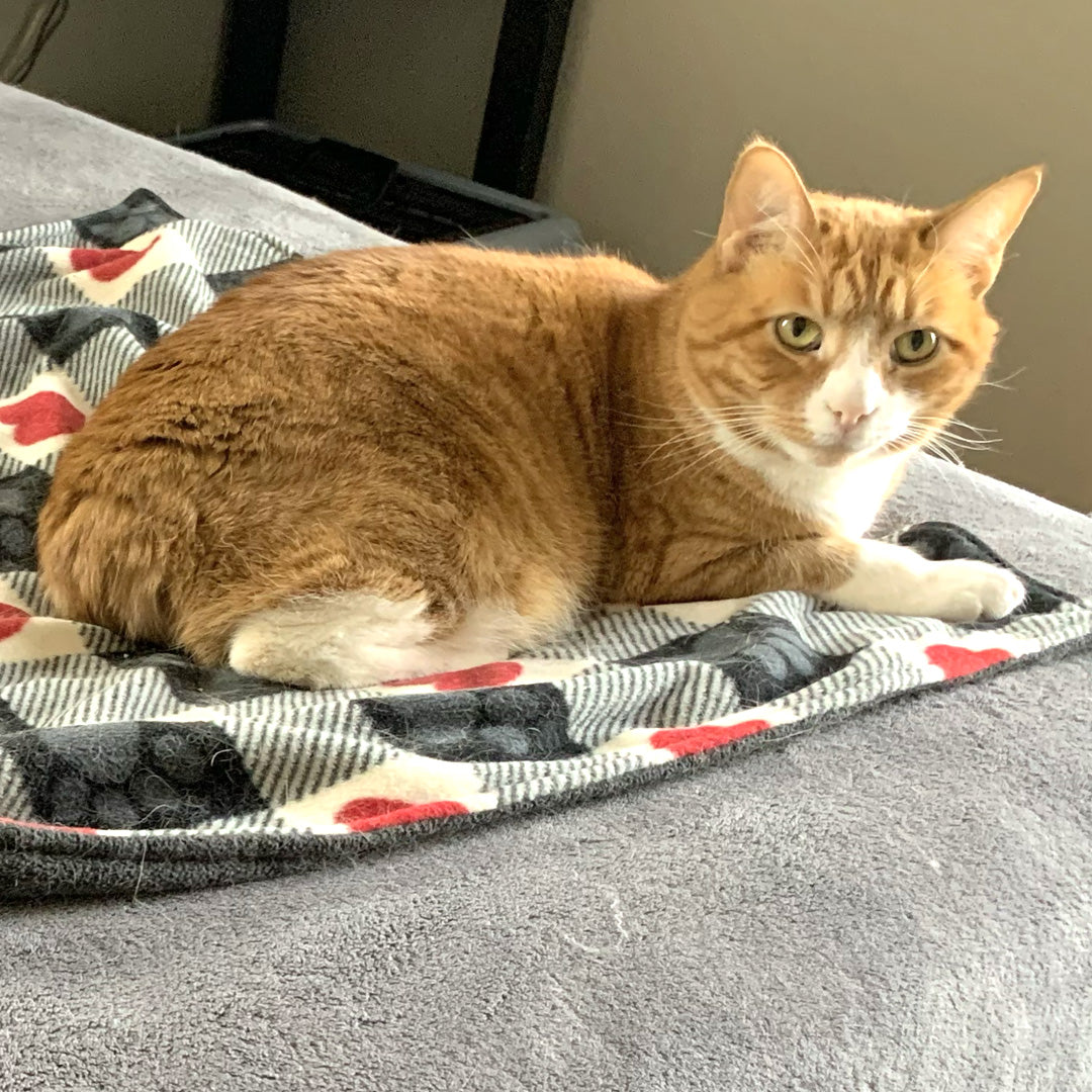 Orange cat on hearts and paws cat mat.