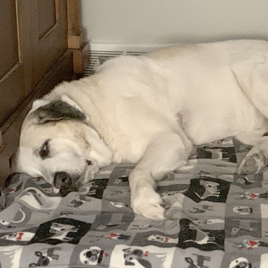 Big white dog sleeping on a grey dog blanket with cute pictures of dogs on it.