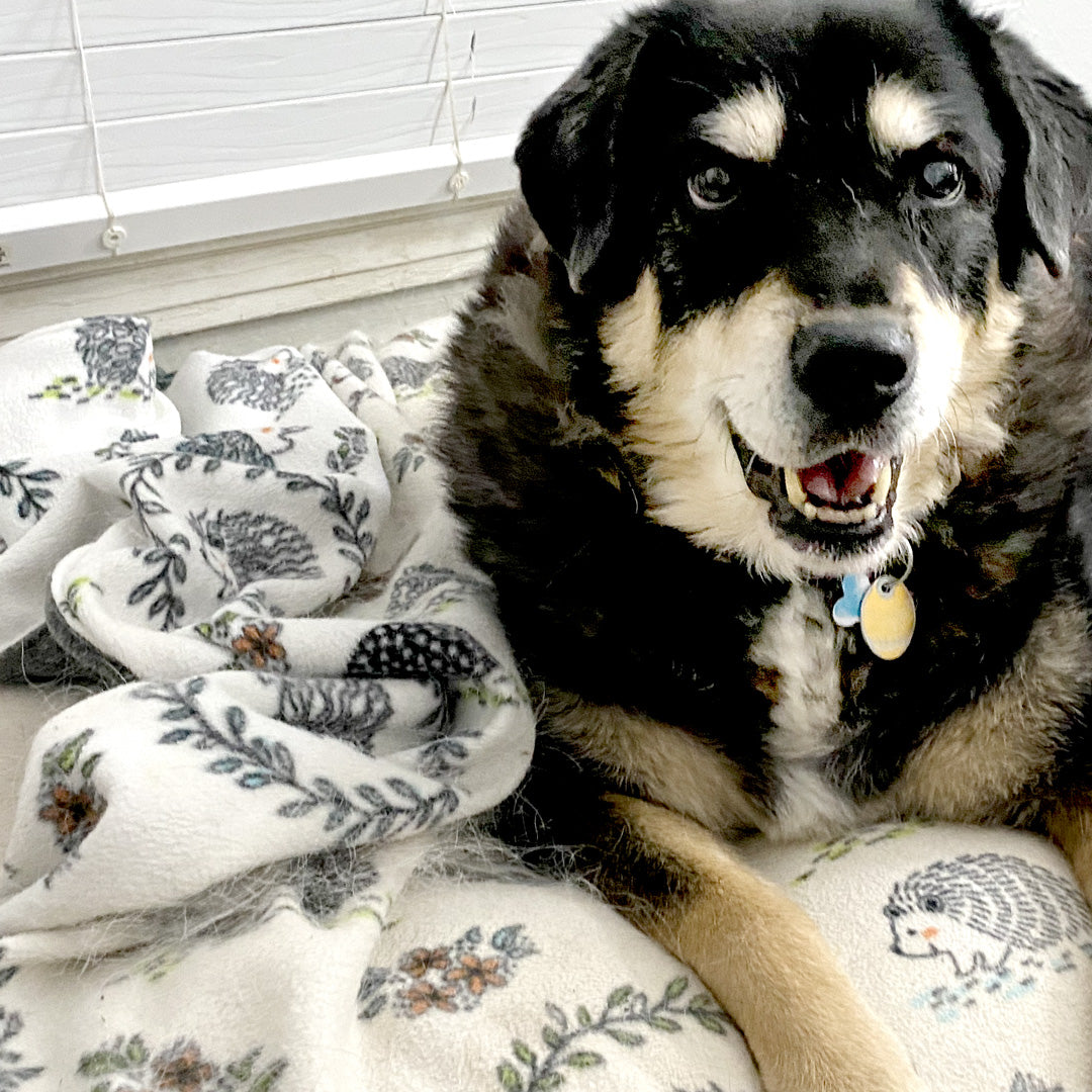 Shepherd mix dog on dog blanket with hedgehog print.