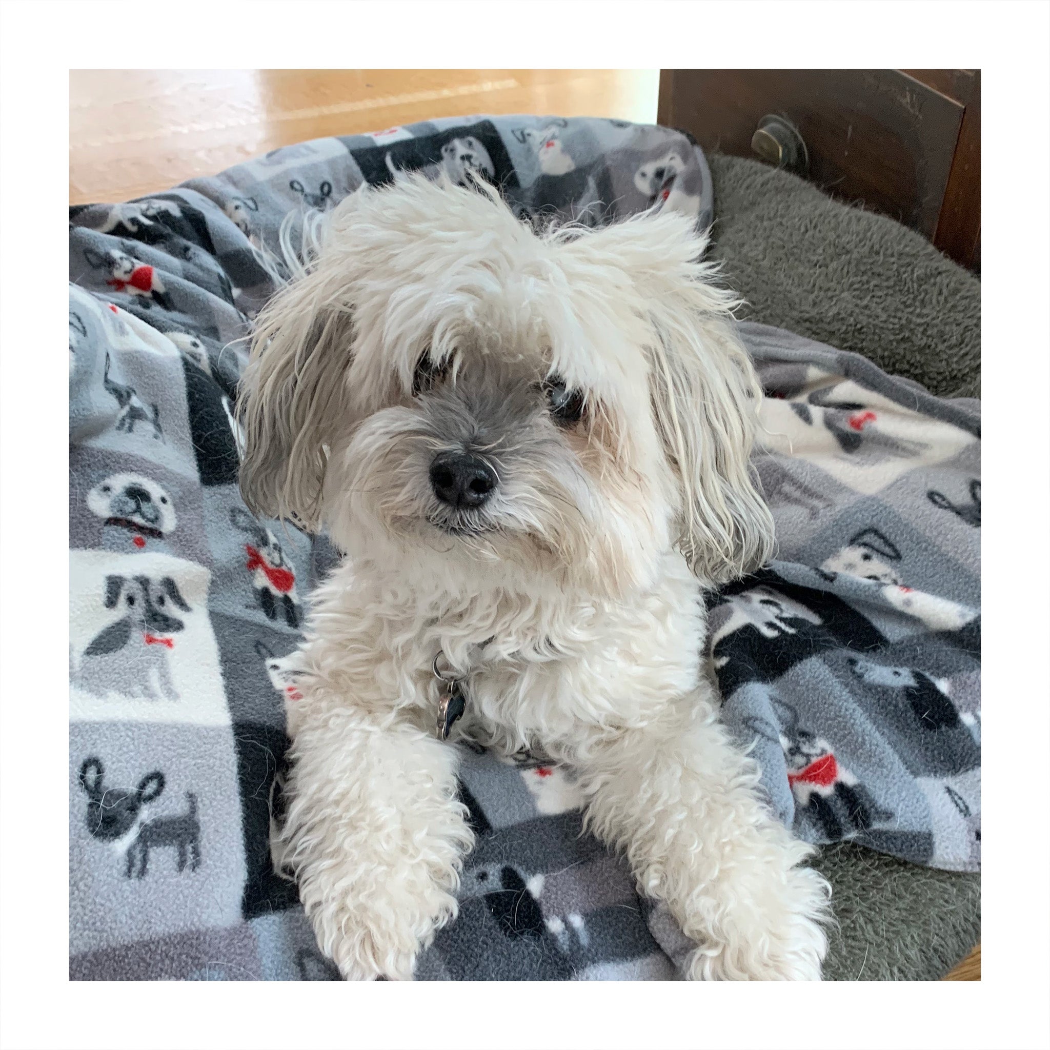 Adorable small white fluffy dog laying on a grey dog blanket with illustrations of cute dogs.