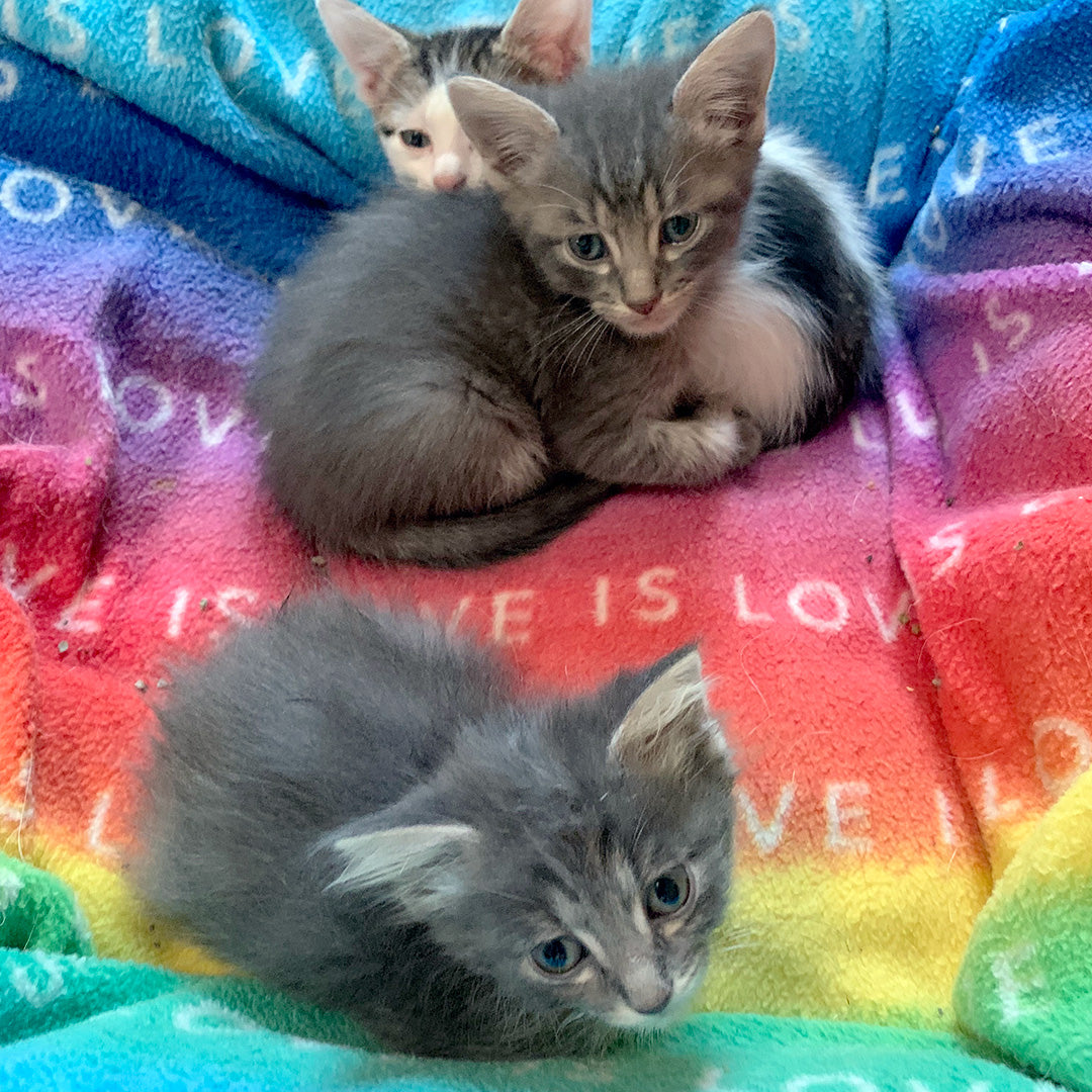 Three tiny foster kittens on a Love is Love dog blanket.