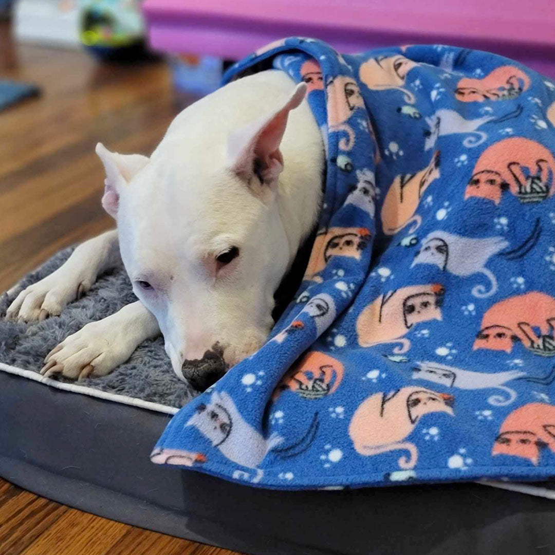 Dog Luna under Playful dog blanket.