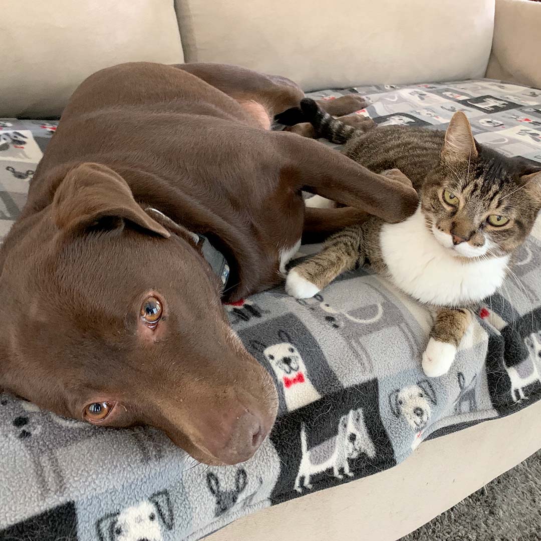 A brown dog and a brown and white cat on a dog blanket on a sofa.