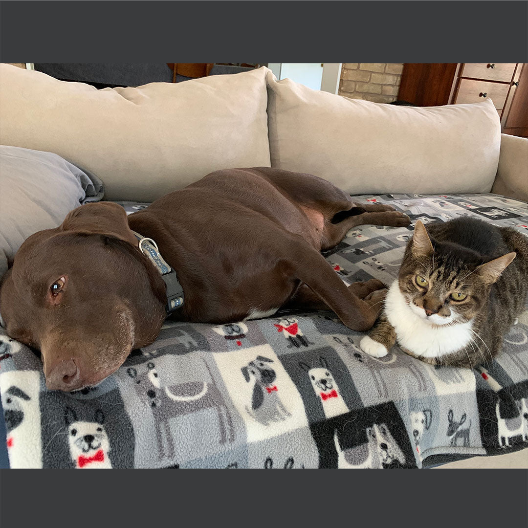 Dog Penny and cat Oliver on Dog Squares blanket.