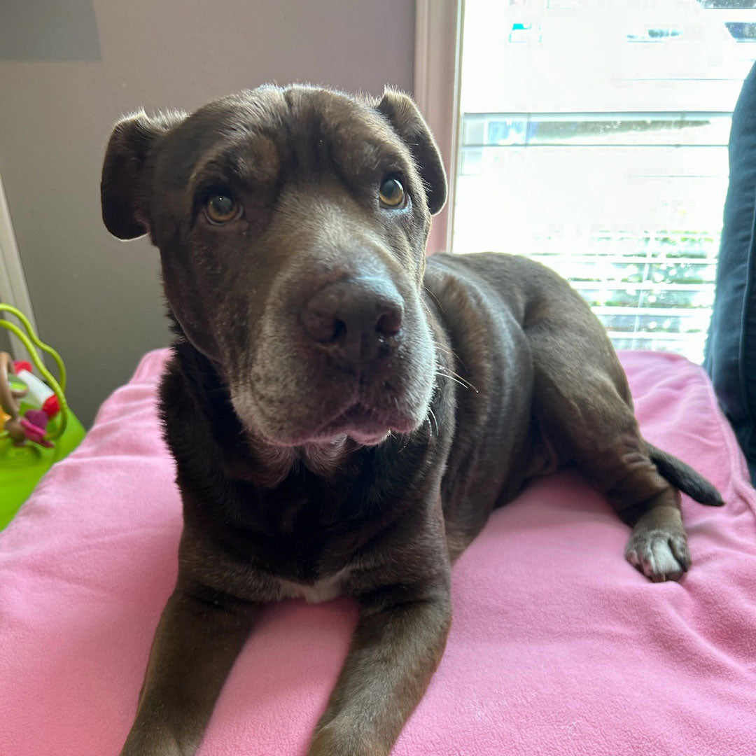 Dog Scout on Solid Pink dog blanket.