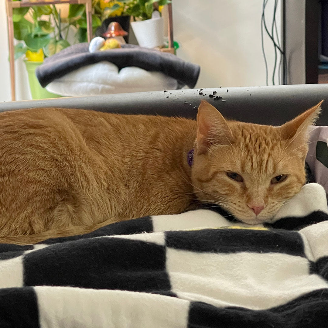 Orange cat on a Peekaboo cat mat.