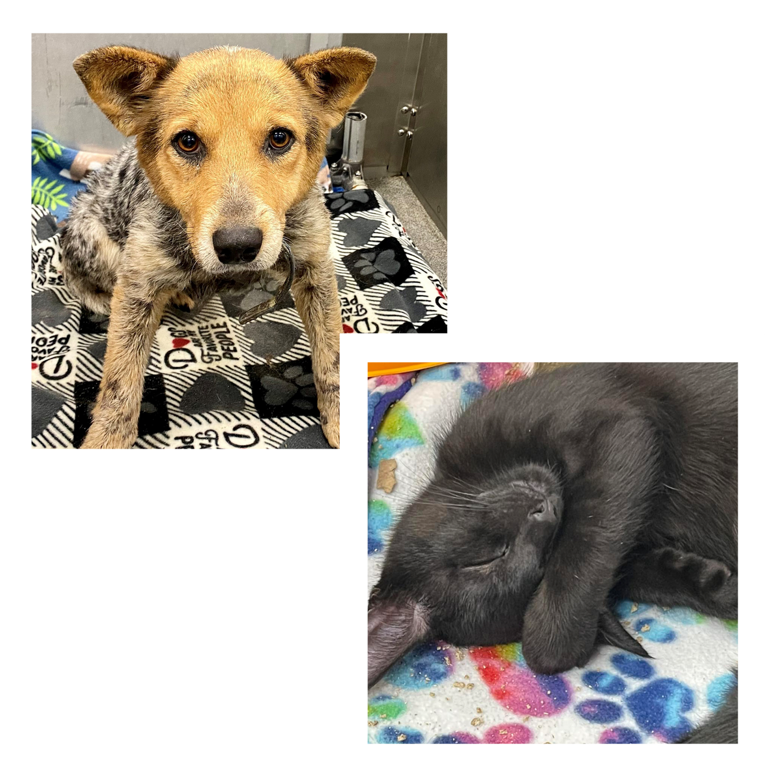 Two photos, one of a dog and one of a cat, on top of our dog blanket and cat mat, in an animal shelter.